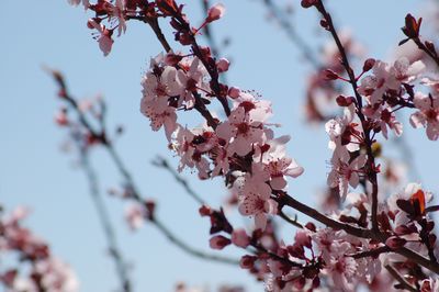 Low angle view of cherry blossom