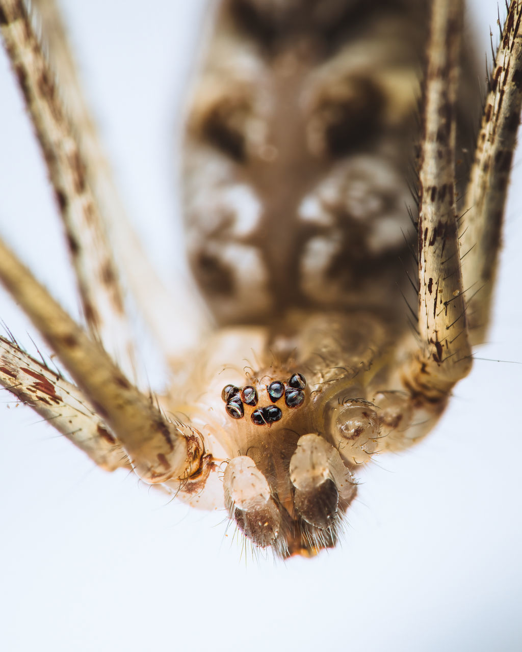 CLOSE-UP OF SPIDER ON WEB AGAINST WHITE BACKGROUND