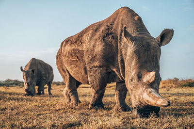 Rhino grazing at field