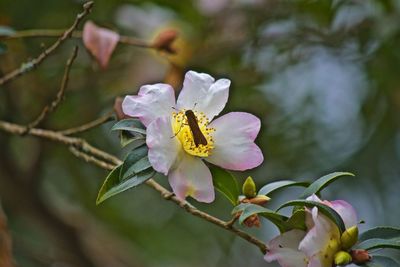 Close-up of bee on flower