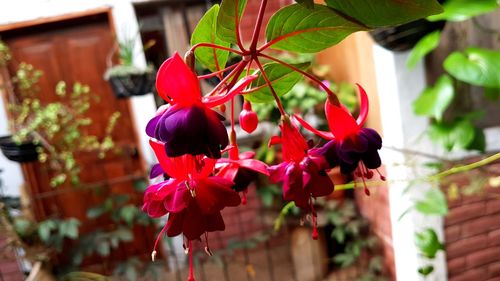 Close-up of red flowers blooming outdoors