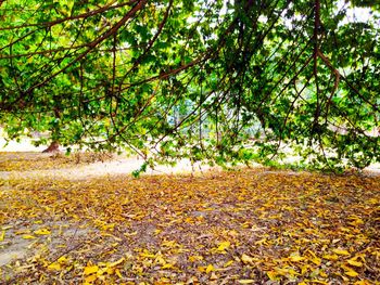 Autumn leaves on tree trunk