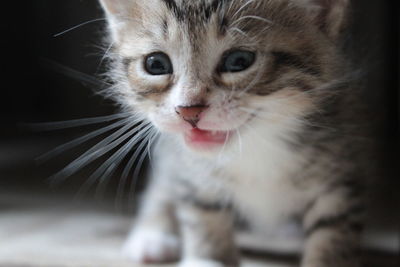 Close-up portrait of kitten meowing at home