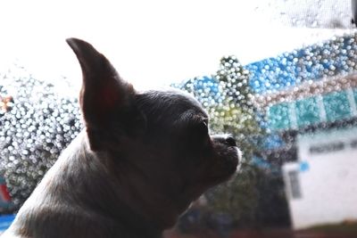 Close-up of dog looking at camera