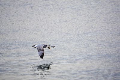 Seagull carrying food in beak while flying over sea