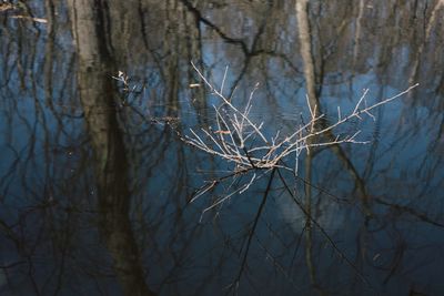 Close-up of bare tree