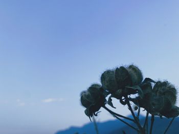 Low angle view of flowering plant against blue sky