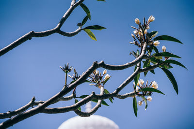 Low angle view of flower tree against clear blue sky