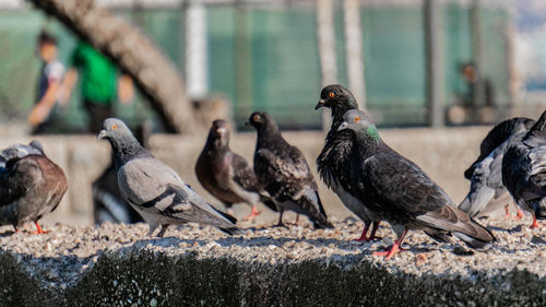 Pigeons perching on a wall