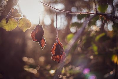 Close-up of dry leaves hanging from tree