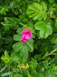 Close-up of pink rose flower