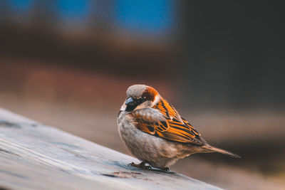 Close-up of bird perching on wood