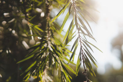 Close-up of palm tree