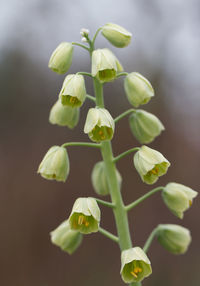 Close-up of flowering plant