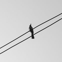 Low angle view of power lines against clear sky