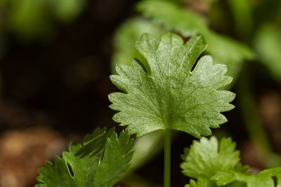 Close-up of raindrops on leaves