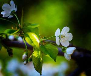 Close-up of cherry blossom