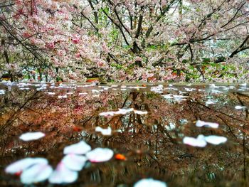 Reflection of trees in water