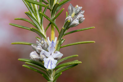 Close-up of snow on plant