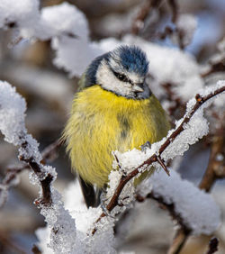 Close-up of bird perching on snow