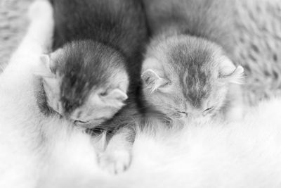 Close-up of cats sleeping