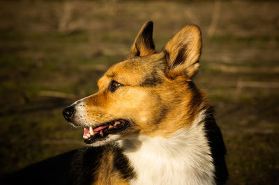 Close-up of pembroke welsh corgi at grassy field