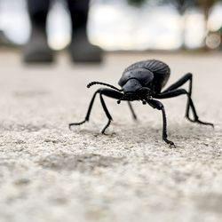 Close-up of insect