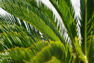 Close-up of palm tree leaves