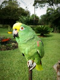 Close-up of parrot perching on tree