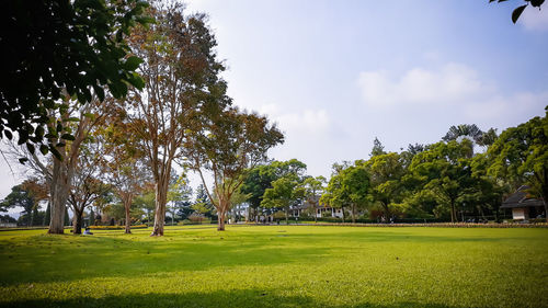 Trees on field in park against sky