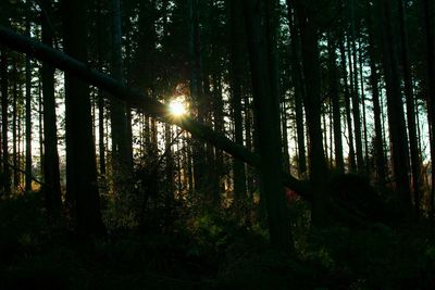 Trees in forest