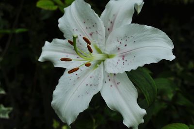 Close-up of white flower growing outdoors