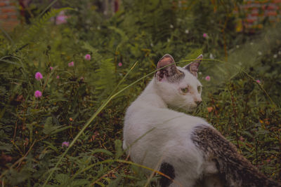 Cat looking away on field