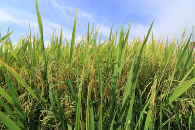 Close-up of wheat growing on field against sky