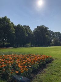 Scenic view of flowering trees on field against sky