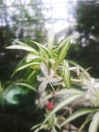 Close-up of plant