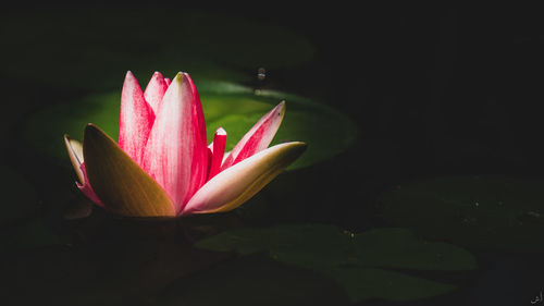 Close-up of pink lotus water lily in pond