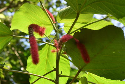 Close-up of red flowering plant