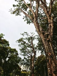 Low angle view of trees against sky