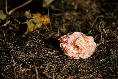 Close-up of rose on field