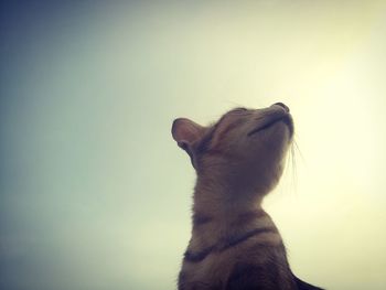 Low angle view of cat against clear sky