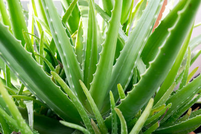 Close-up of succulent plant