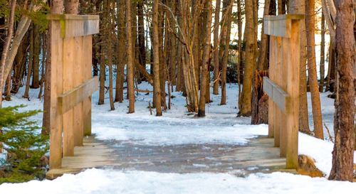 Trees in forest during winter