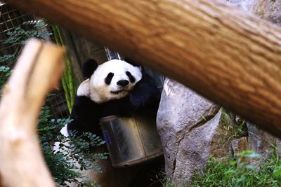 Panda by rock in zoo