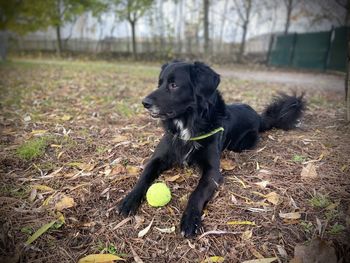 Black dog with ball on field