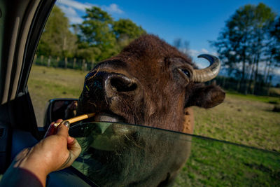 Close-up of hand eating cow on field