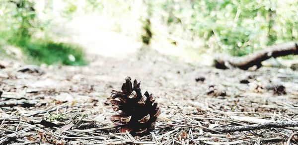 Close-up of pine cone on field