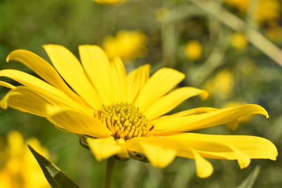 Close-up of yellow flower