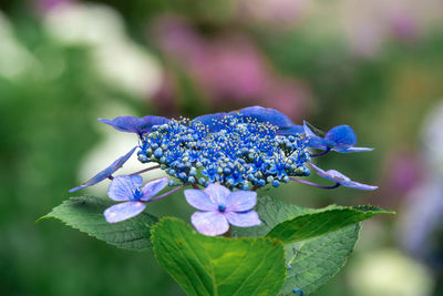 Close-up of purple flowering plant