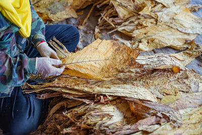 High angle view of person with dry leaves